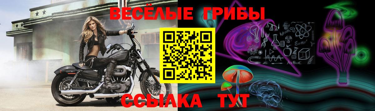 Псилоцибиновые грибы GOLDEN TEACHER Саратов